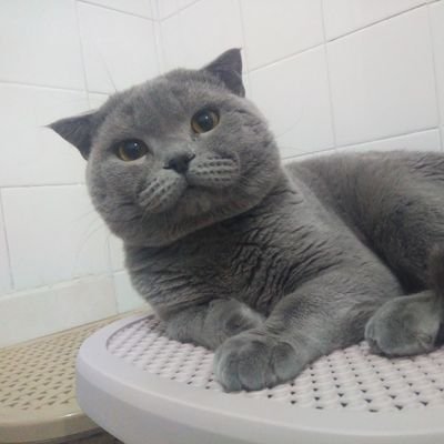 turkalpmen's profile picture. Mustafa Kemalin Askeri