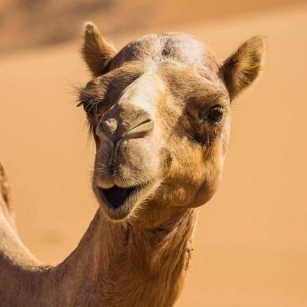 nickonbesharfli's profile picture. Finansal Köle😎