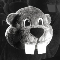 Hundreds of Beavers Movie(@beaversfilm) 's Twitter Profile Photo