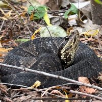 Rafi (رافع) (@rafi3ak) 's Twitter Profile Photo