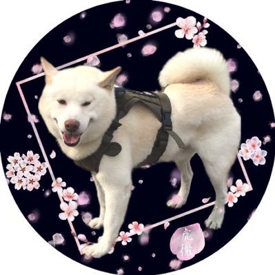 クリーニングホワイト急便取次店 函館中道2丁目店です 営業8:30〜18:00 定休日日曜日 祝祭日 セール情報など皆様にお役に立てる情報をお届けします。 柴犬店長虎徹もよろしくお願いします。虎徹店長の事多くつぶやきます(*ᴗ͈ˬᴗ͈)⁾⁾⁾ 料金表が下記のURLから見えるようになりましたよろしくお願いします