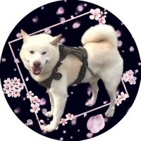 ホワイト急便中道2丁目店 (@whitekotetu) 's Twitter Profile