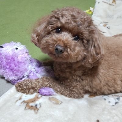 nakamegu1206's profile picture. 娘23才息子18才(中学で起立性調節障害発症)トイプー２頭🐶
R6年2月乳癌告知、ステⅢA、ルミナルB、ddac×4ドセ×4→R6年7月17日完走🏃→８月右胸全摘・リンパ郭清→9月26日タモ・リュープリン開始→放射線25回→ベージニオ２年(←イマココ)
R７年３月兄が舌癌で天国へ