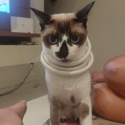 PedroCu78050380's profile picture. Dev