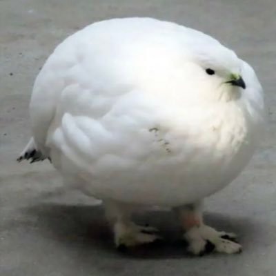 芋煮（快速）さんのプロフィール画像