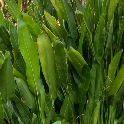 doublegreenn's profile picture. 