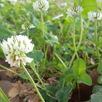 趣味で、てごねパン作ってます🍀   できる範囲で、オーガニック 自然栽培 無添加🌿   音楽(🎹🎻古澤 巖 氏  Spitz MOA)etc./マクロビ/縫い物/アロマ🧡   空 鳥 樹 草 花🧡  最近特にTweet少なめ…低浮上のため、反応遅め失礼します🙏