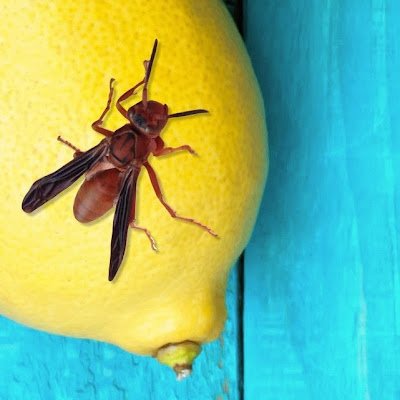 Texas grown wasp venom is wonderful in lemonade and it also makes great vanilla ice cream flavoring! Try some today!!