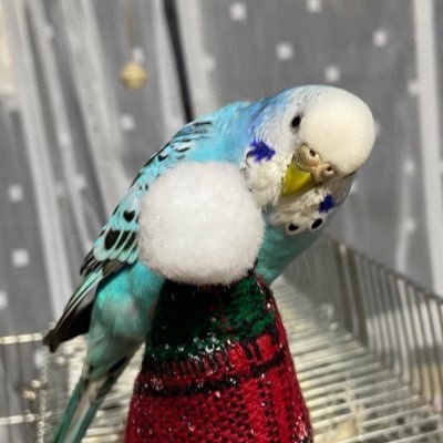 インコのあおちゃんを探しています