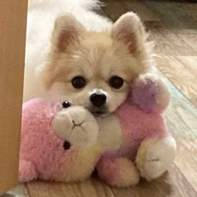 2021.3.19生まれ🐶♀Twitter始めました！犬好きの皆様どうぞ宜しくお願い致します✨無断フォロー大歓迎です🙇🏻‍♀️