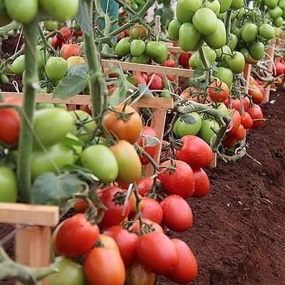 Greenhouses |Drip irrigation |Dam liners | Nets |Solar dryers | polythene | Agronomy | Hdpe pipes and materials sales📞+254723053026.