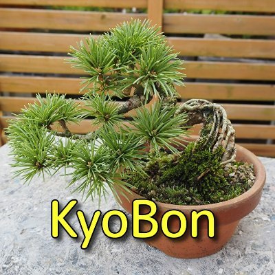 kyoubonsai Profile Picture