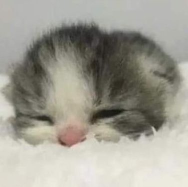 SilverUndStone's profile picture. 25 • he/him