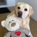 Lulu Labrador 🐾🐾💛❤️ (@blondelabrador) Twitter profile photo Lulu Labrador 🐾🐾💛❤️ (@blondelabrador) Twitter profile photo