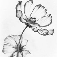 Tamar Barkay תמר ברקאי تمار بركاي (@tamarbarkey) 's Twitter Profile