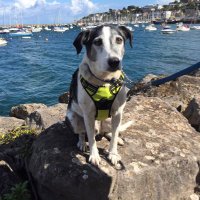 Rubyslippers (@bflynn2009) 's Twitter Profile