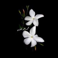 Mohammed Qashqary (@rainman_q) 's Twitter Profile