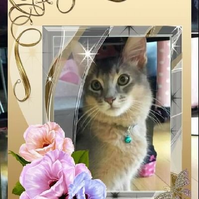 rurupico2's profile picture. 猫だらけ4匹にゃーと暮らしています🐱ピアノ🎹教えています。心臓左房弁手術済み.心臓部分劣化.やばみ.心不全.生きてる屍🤣
#ソマリ
#スコッティシュフォールド
#ノルウェージャン#メインクーン #糖尿病 #心臓病左房弁手術