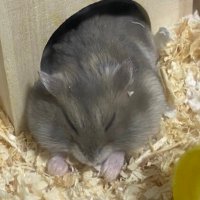 あいてゃ (@three___dots___) 's Twitter Profile