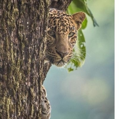 Half baked knowledge is not wisdom in search of it.
proud to be followed by @Bambalal_BJP ji
💯 follow back for sure