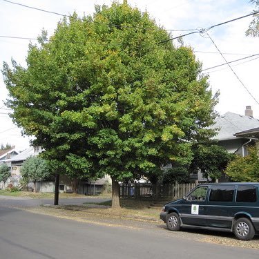 Documenting the symbiotic relationship between power lines and trees in ATX