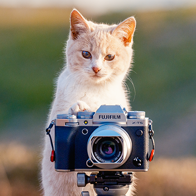 週末猫フォトグラファー｜お外で暮らす猫たちのダイナミックで可愛くてときにちょっとセンチメンタルな姿を紹介します。｜どうぶつ基金ワンニャン写真コンテスト2021環境大臣賞 ほか｜インスタグラムでは毎日、撮りたて猫さん公開中→https://t.co/3hpPHCKfN1