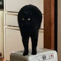 Cypher` (@cy_triptych) 's Twitter Profile