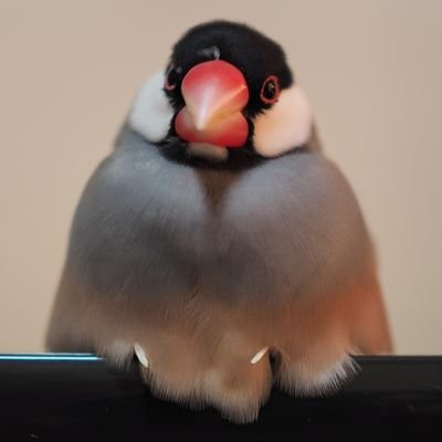 locco178's profile picture. メイン機材 OM SYSTEM OM-5+M.ZUIKO DIGITAL 25mm F1.8

小鳥好き 料理好き 映画好き ロック パンク ヘビメタ好き

※フォロワーさんを沢山集めたいとか収益にとは考えてはいません、あしからず