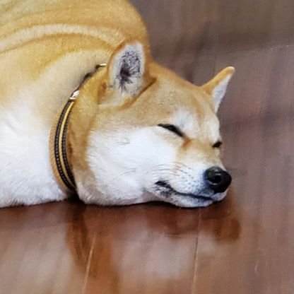 amentacell1123's profile picture. 格闘ゲーマー兼光のVRChatter　SF6(キンバリー最大MR1900)　LimbusCompany　ときおり犬画像BOT