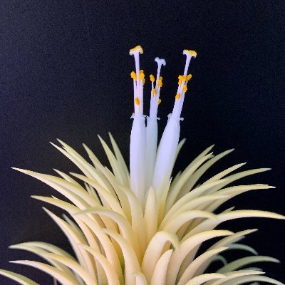 spiceoflife2023's profile picture. 日々の生活に彩りを！
仕事に明け暮れるだけが人生じゃない。
パパたちによる、パパたちのための、
ただひたすらに趣味を楽しむためのアカウントです。

パパたちが心から楽しんでいる姿を
子どもたちに見せてやろうじゃないか！！
よく働き、よく遊べ！Spice of Life！