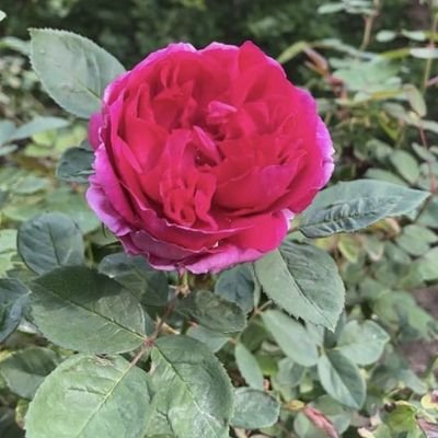 shreef1114's profile picture. سُبْحَانَ اللَّهِ وَبِحَمْدِهِ عَدَدَ
خَلْقِهِ ، وَرِضَا نَفْسِهِ
وَزِنَةَعَرْشِهِ ومِدَادَ كَلِمَاتِه