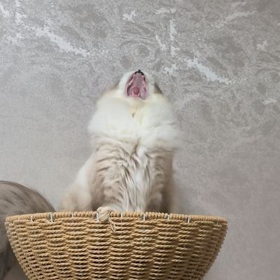 8088light1's profile picture. 