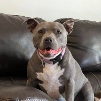 fat and happy 3 (@williedicker3) 's Twitter Profile