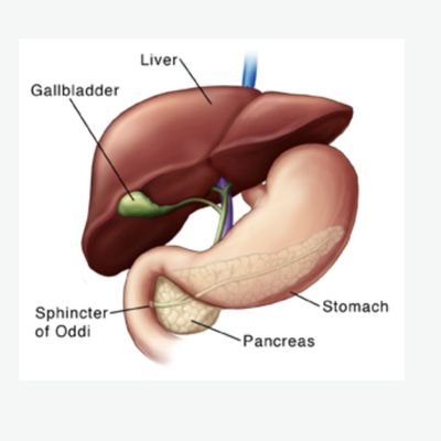 The Sphincter of Oddi is the muscular valve surrounding the exit of the bile duct and pancreatic duct into the duodenum. MMA fan.