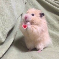 ふわり❁⃘* (@fuwari___o6) Twitter profile photo