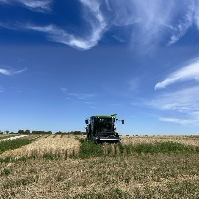 Collective account of Cereals Breeding & Quantitative Genetics led by Lucia Gutierrez #QuantitativeGenetics #ExperimentalDesign #Breeding #Oat #Wheat #Barley