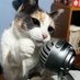 Nostalgi Gato (@everett_vela) Twitter profile photo Nostalgi Gato (@everett_vela) Twitter profile photo