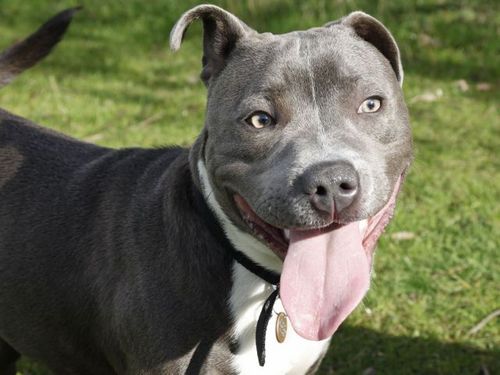 I am a one year old very cheeky but loveable Staffordshire Bull Terrier. Hobbies include sleeping, digging and chewing slippers.