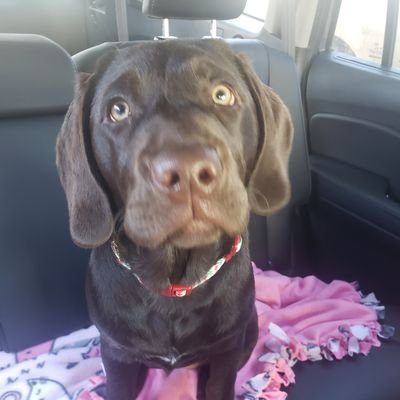 tylerbship's profile picture. Husband,father.