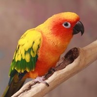 Tuolumne (@michael_locke) 's Twitter Profile