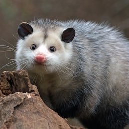 Big fan of opossums | she/her