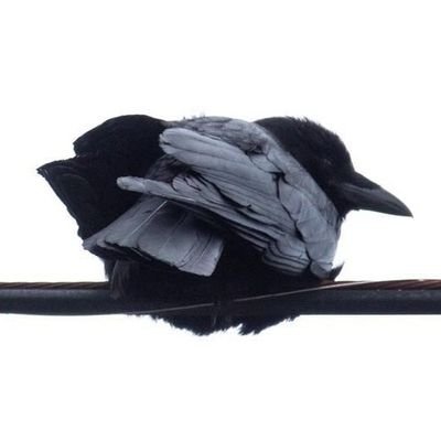 Entropy_05's profile picture. 