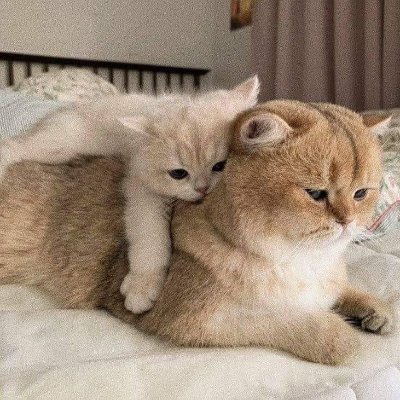 YaraElshafee's profile picture. لا نعبدُ إلا إياه.. مخلصين له الدين و لو كره الكافرون