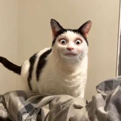 DirtyJasen's profile picture. Graduado en pacienciología. Amante de los Gatos de @SickLuluu.