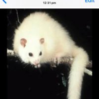 💜Tracey Whyte (@polypossum) 's Twitter Profile