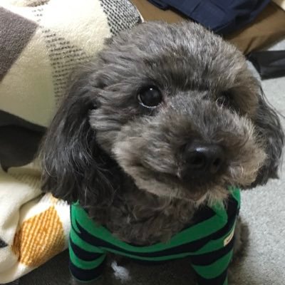 rumirumi8839's profile picture. お馬さんが好きで競馬場に遊びに行ったりします。いつかカッコいい写真を撮れるようになりたいなぁ、、☺︎