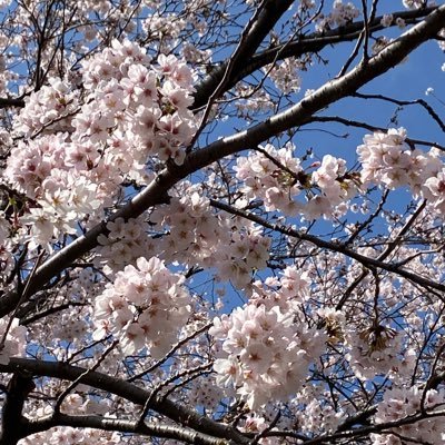 orangerie13's profile picture. 🌸親友とYouTube20230527YouTubeパートナーになる🌸ベリーダンス🌸介護生活🌸野球どアホウ未亡人全力応援中🌸六本木ケントスたまに出没🌸