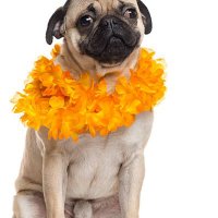 Pug Usa(@usa_pug) 's Twitter Profile Photo