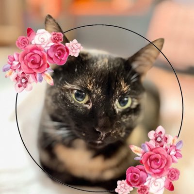 😻Adopted 08/24/22 from THS. I 💛tissue paper, the red dot & treats. Loud noises scare me! Please follow me. Let’s be furriends #lucylove #tortie