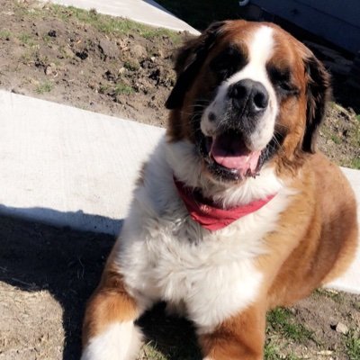 Mickey_Stax's profile picture. Business owner. Degenerate gambler. Making my way downtown🎶